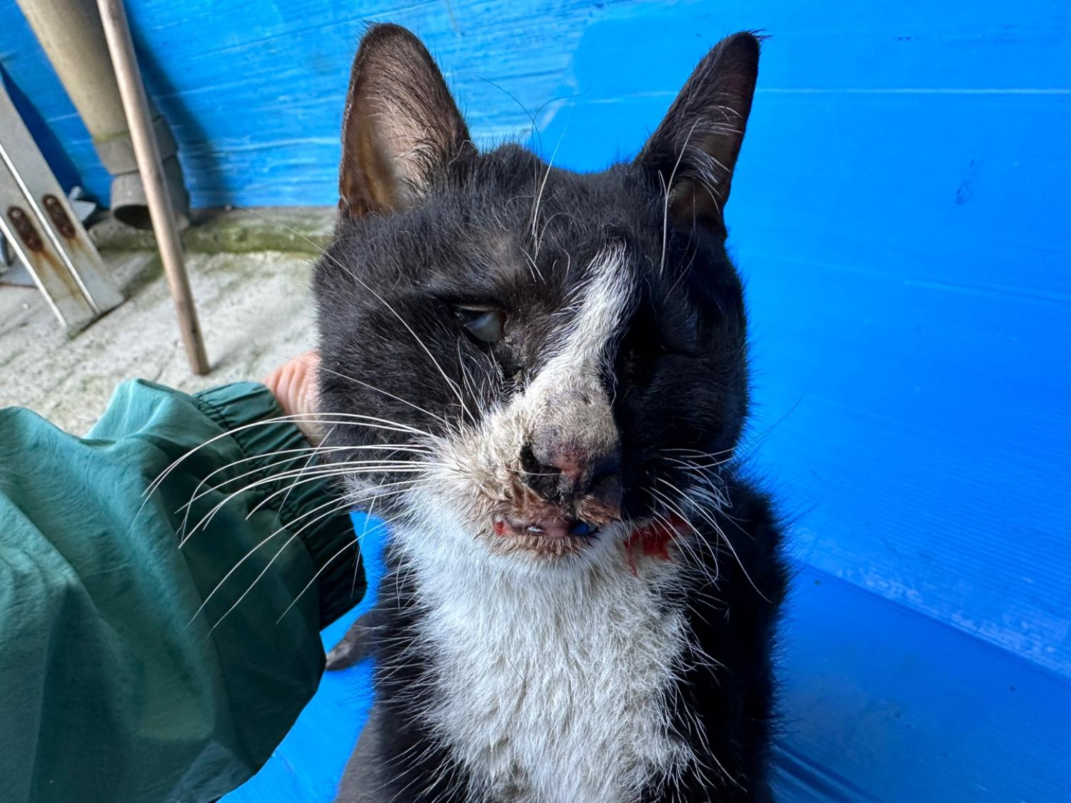 한국야생동물보호협회_441393202401982